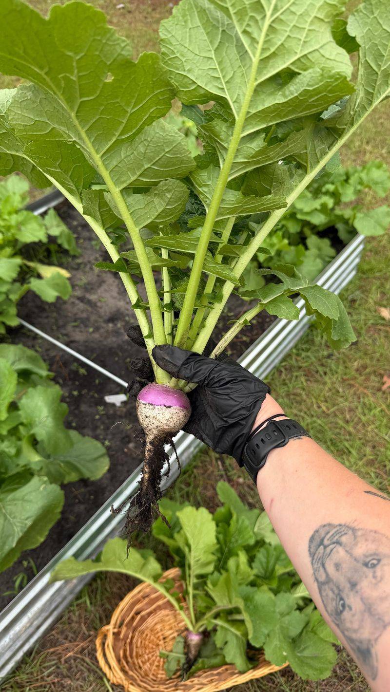Harvest greens while the roots are developing