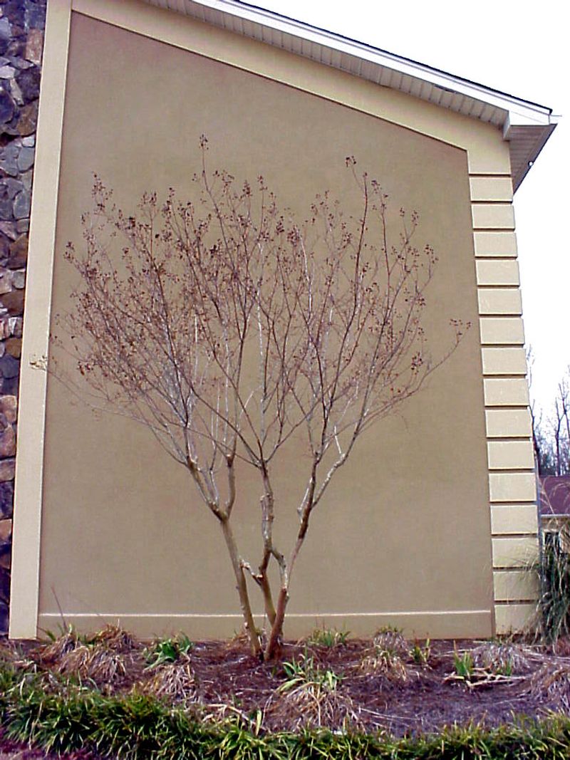 Pruning belongs in the dormant-season plan