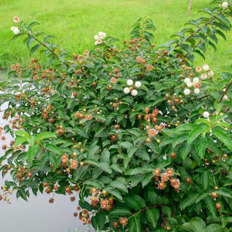 Match buttonbush to moisture, light, and space
