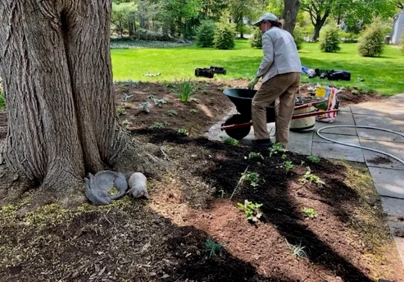 Near Shallow-Rooted Trees Like Maples