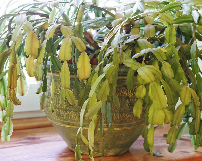 Wrinkled stems signal stress, not one specific watering mistake