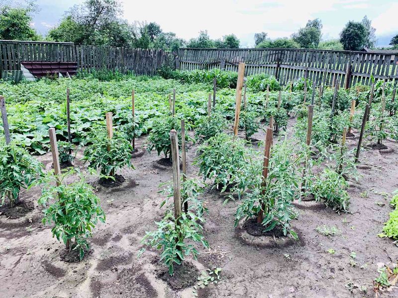 Overcrowded Plants Fought for Resources