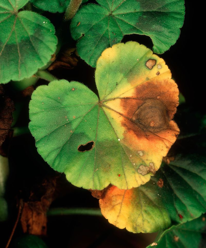 Read the Leaves as an Early Warning System