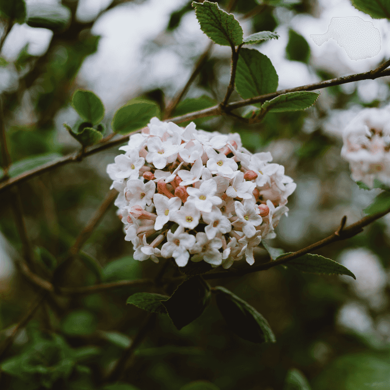 Viburnum