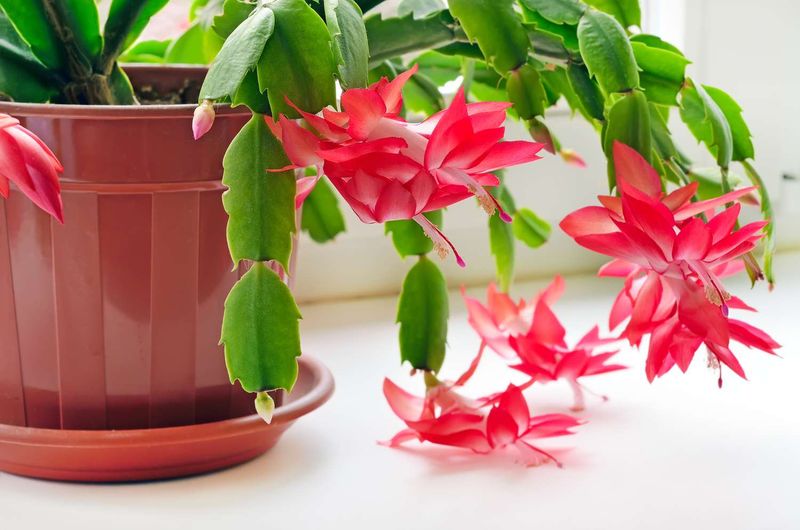 Root recovery supports future blooms but cannot guarantee them