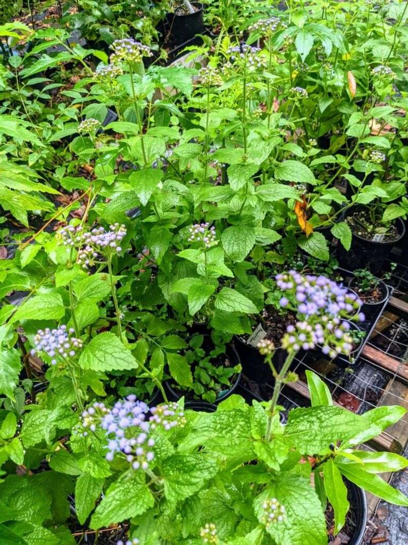 Choose nursery stock and protect flowering plants