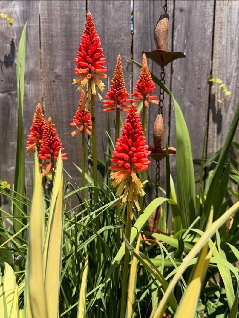Red Hot Poker (Kniphofia)