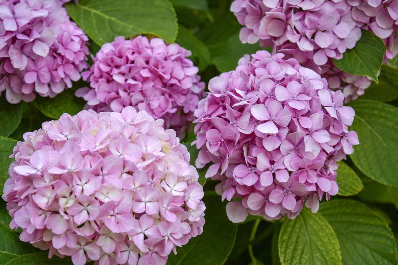 Eggshells for Calcium and Pink Blooms
