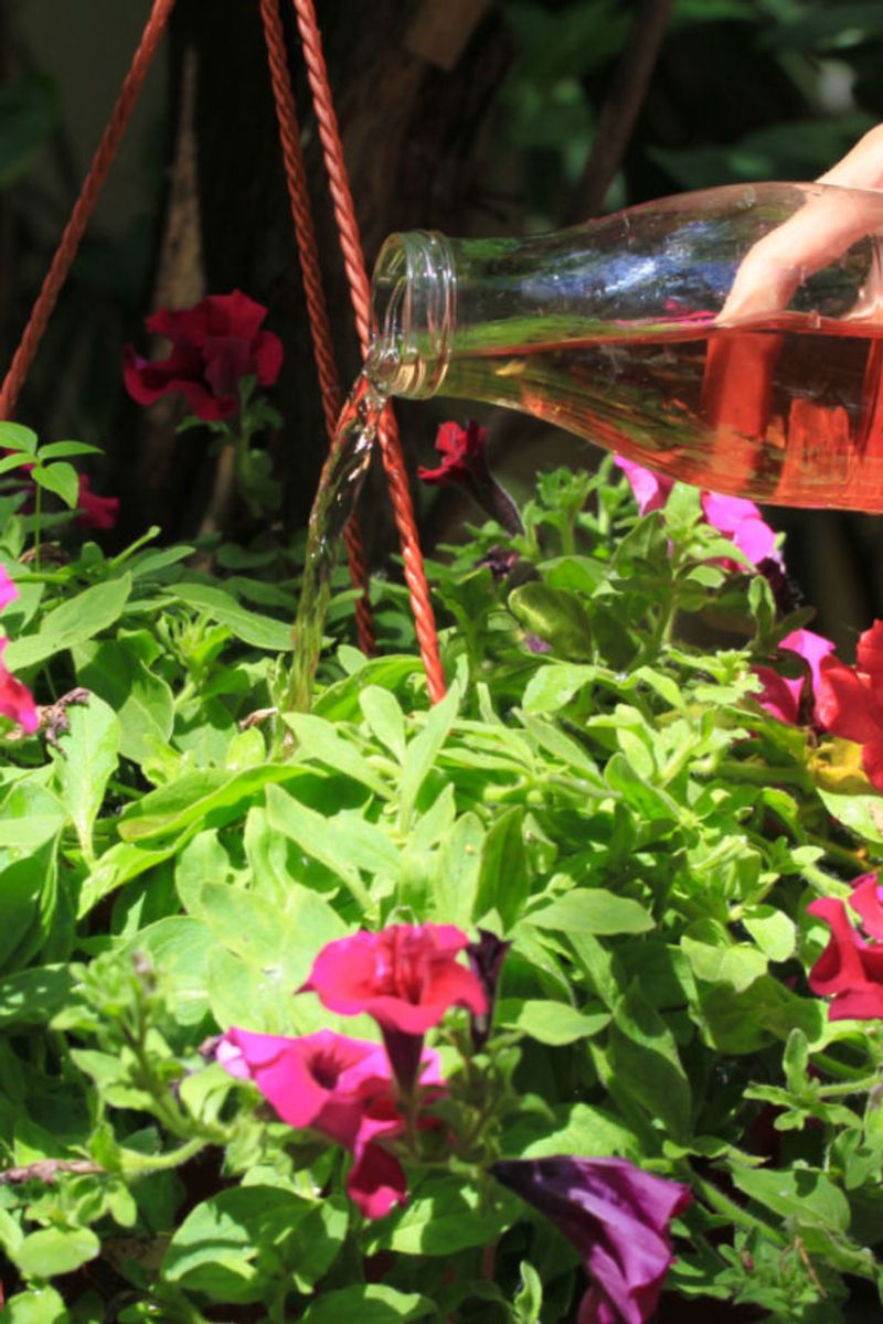 Feed Regularly Since Nutrients Wash Away