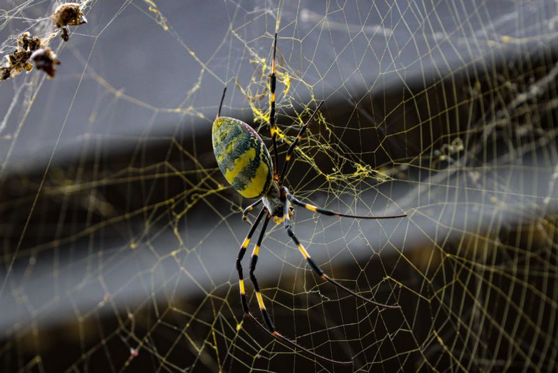 Remove the Web When Your Yard Creates a Real Conflict