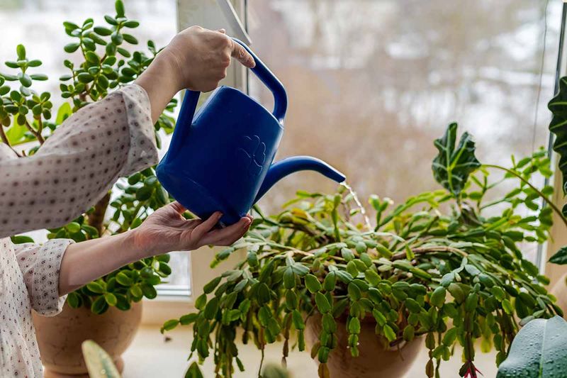 Adjust Your Watering Habits