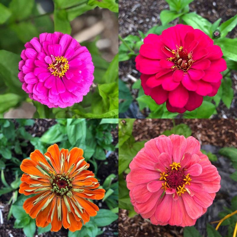 Will next year’s flowers look like this year’s?