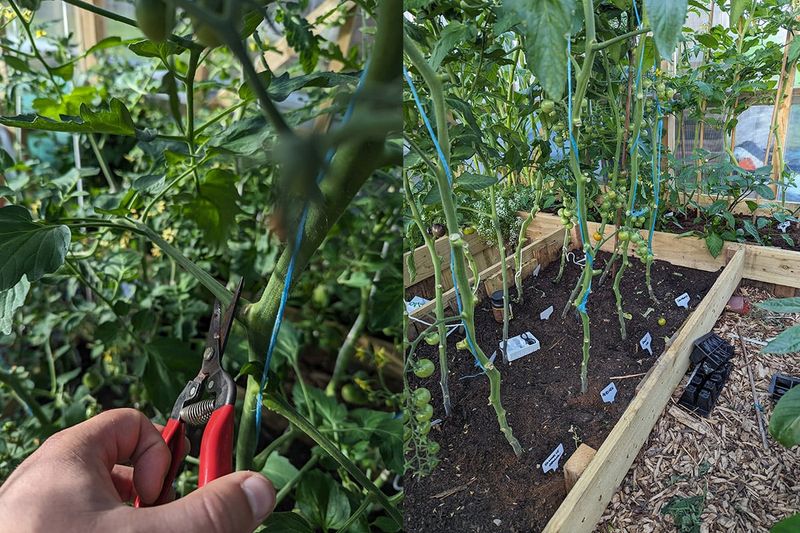 Never Pruning The Lower Leaves