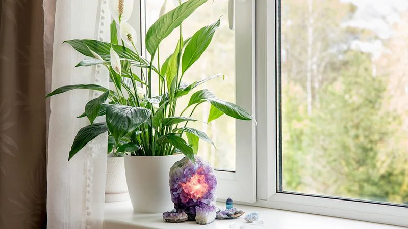 Light is the first care factor to test