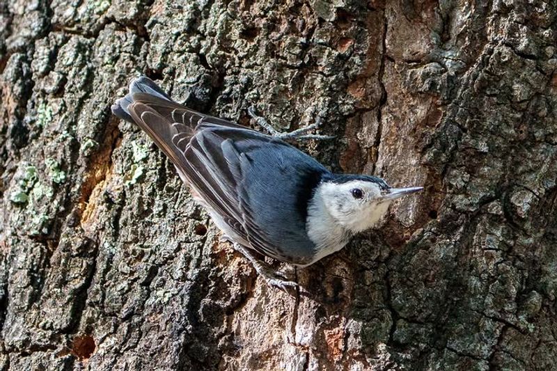 White-breasted Nuthatch