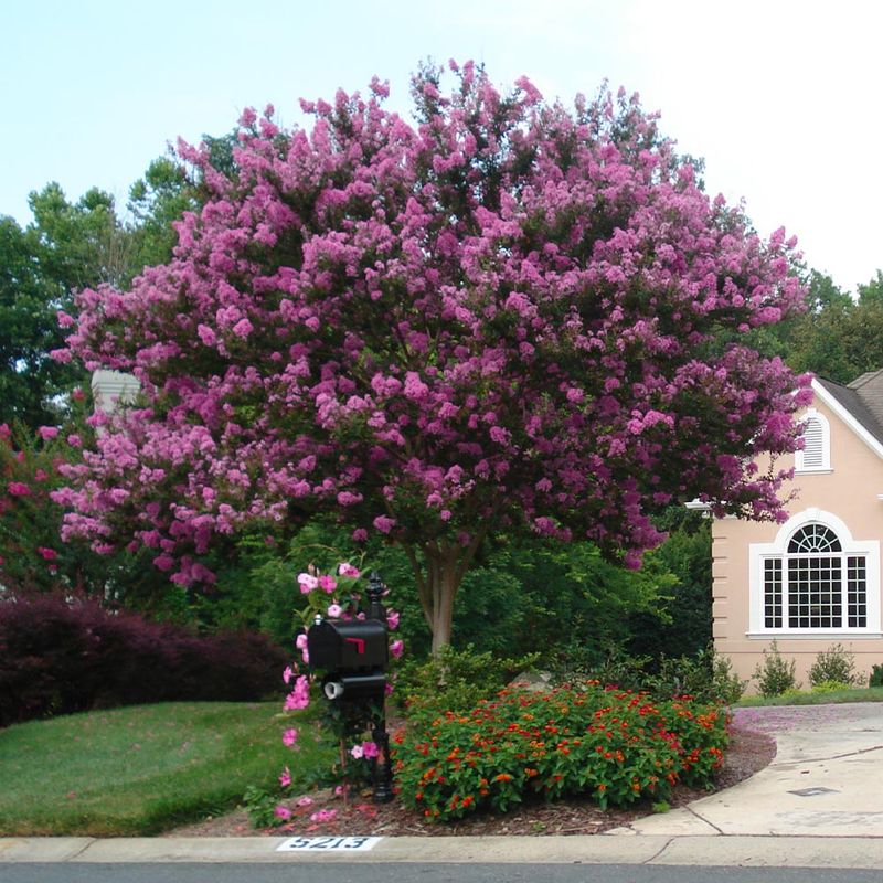 A single trunk changes the yard’s visual composition