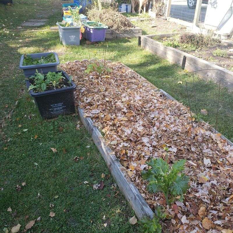 Vegetable Garden Rows