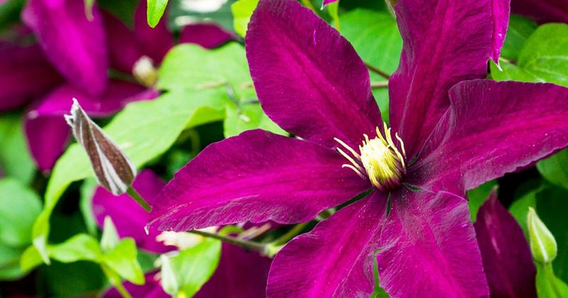 Perform Light Pruning for Tidying and Health
