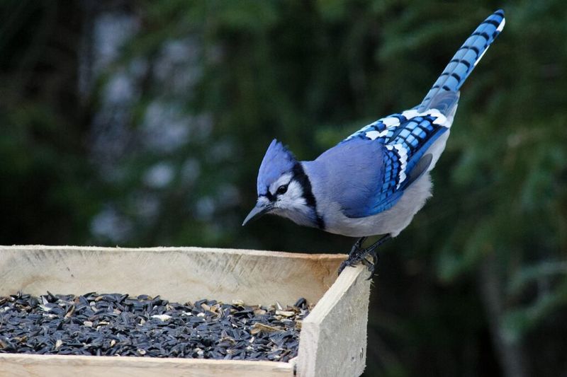 A Blue Jay can briefly empty the feeder