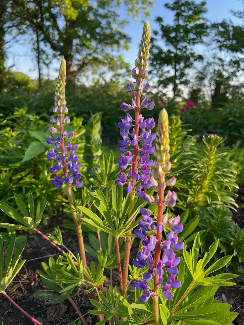 Lupine