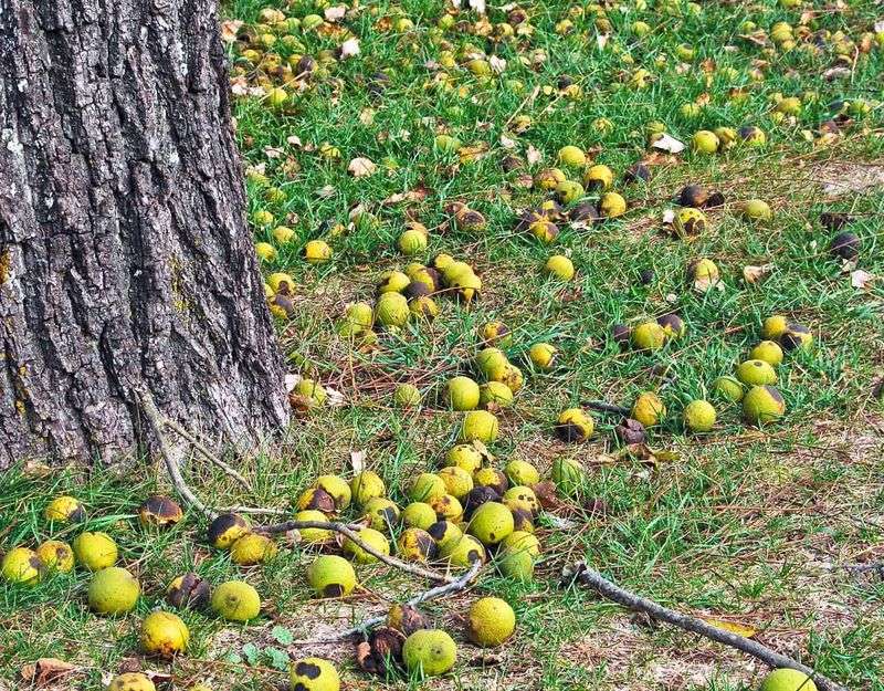 Black Walnut
