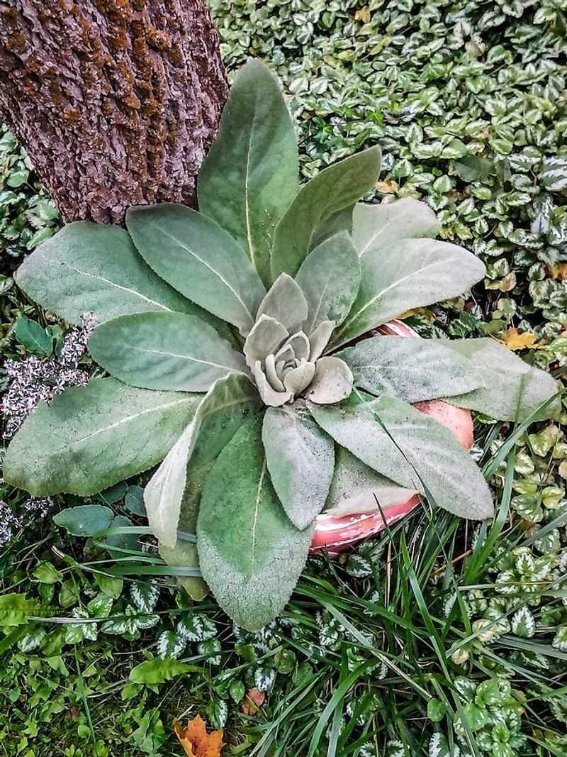 Remove unwanted plants early and check for regrowth