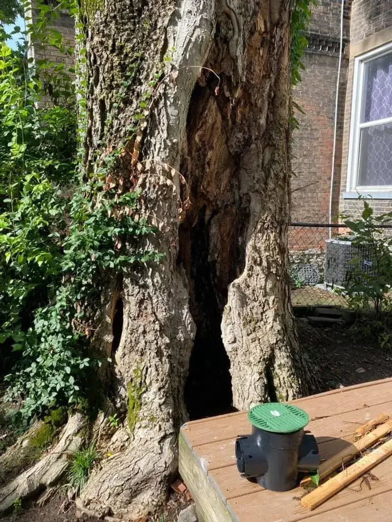 Assess the snag’s hazard before preserving its habitat