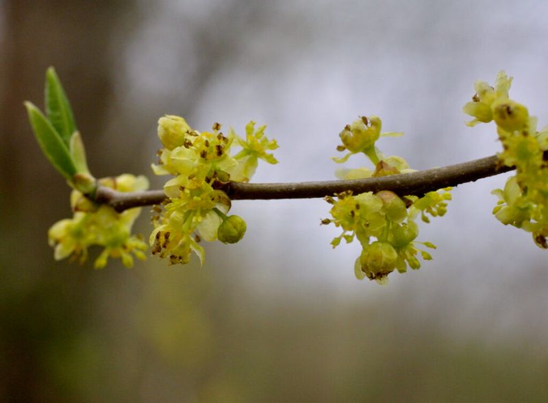 Spicebush (Lindera benzoin)