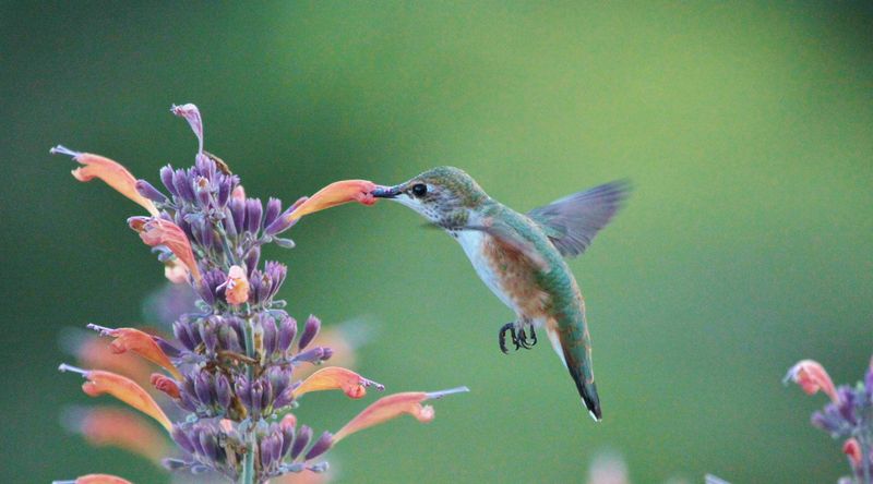 Over-Relying on Feeders Without Natural Plants