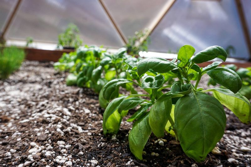 Basil