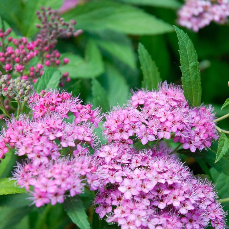 Spiraea