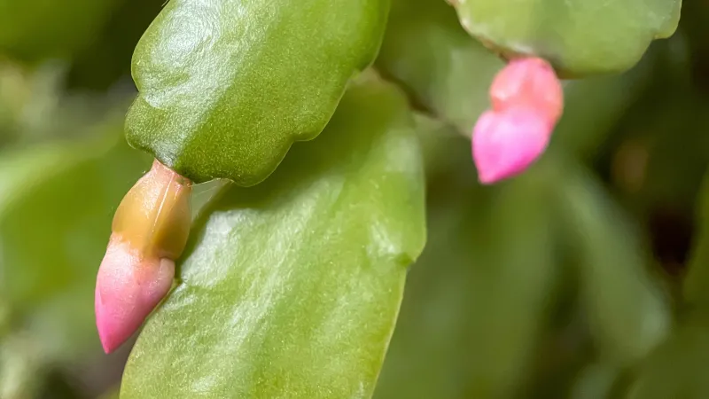 After buds form, protect them instead of chasing a date