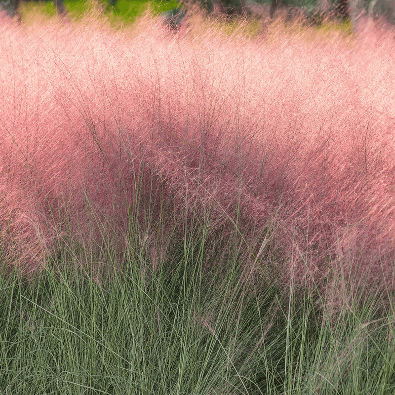 Pink Muhly Grass (Muhlenbergia capillaris)