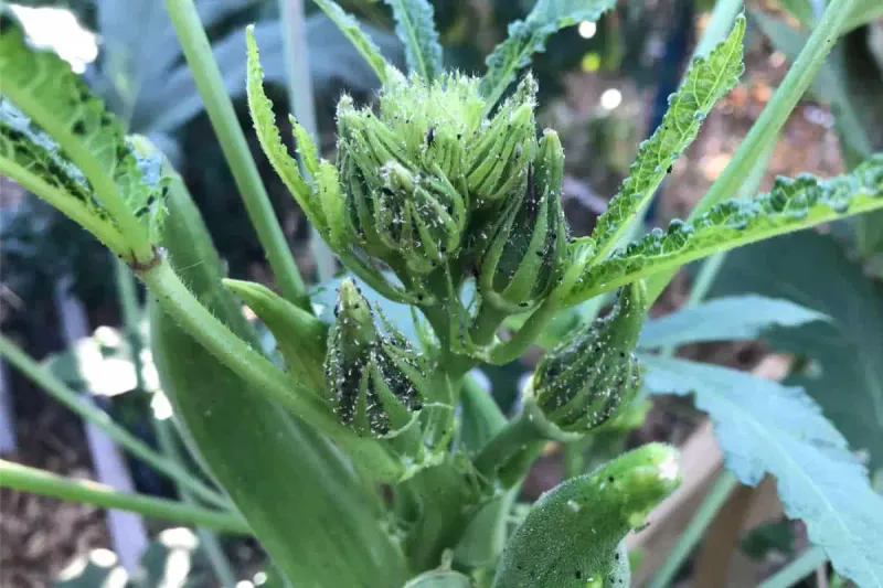Rolls Out the Welcome Mat for Beneficial Insects