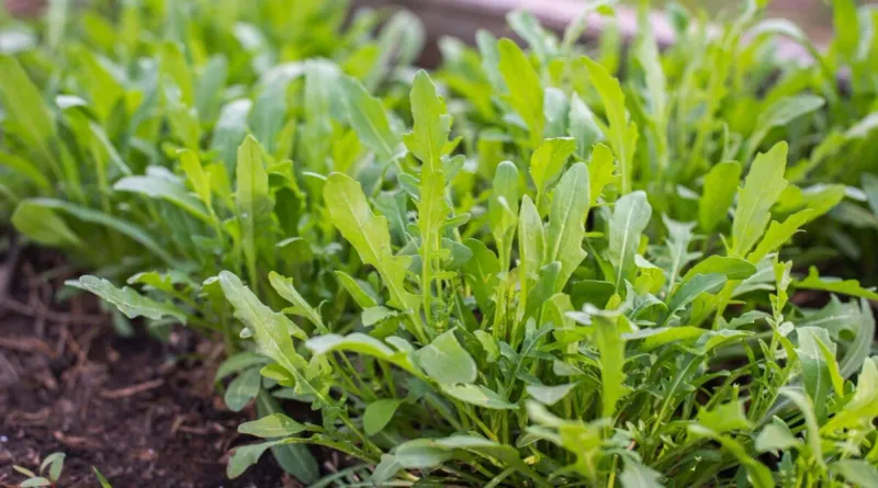Arugula