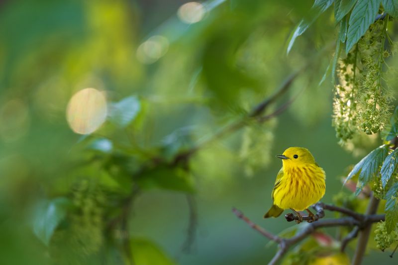 Warblers
