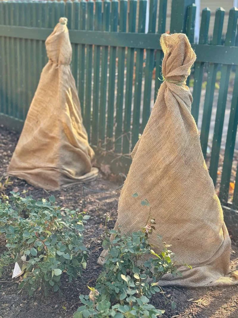 Protect vulnerable plants from winter bud loss