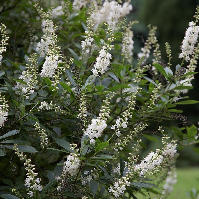 Summersweet (Clethra alnifolia)