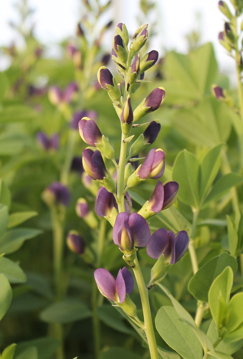 Baptisia (False Indigo)