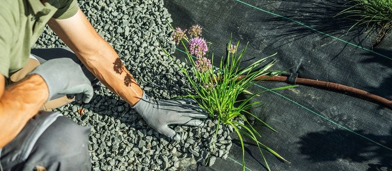 Heat and drought still work together against plants