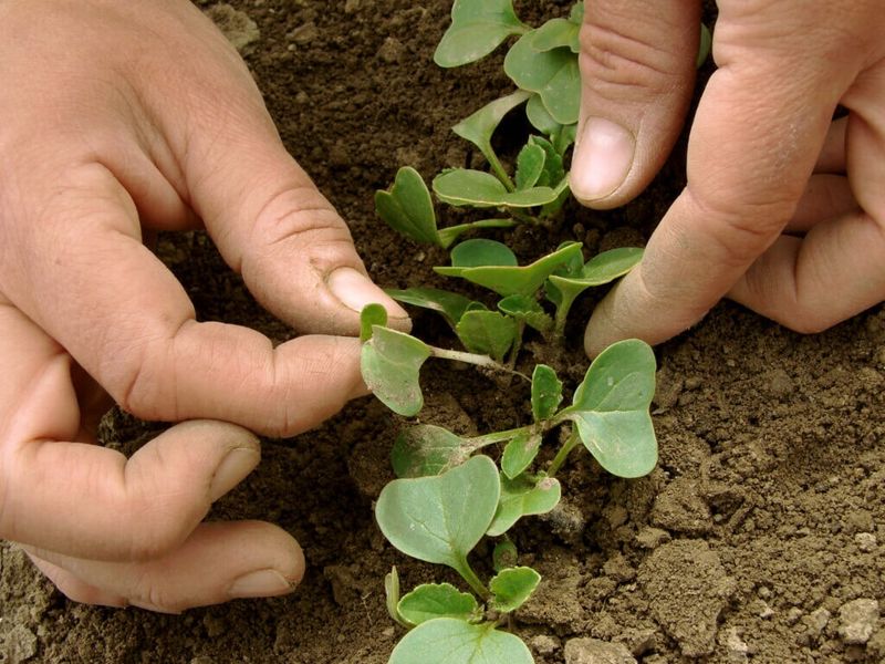 Thin young plants before crowding limits their options