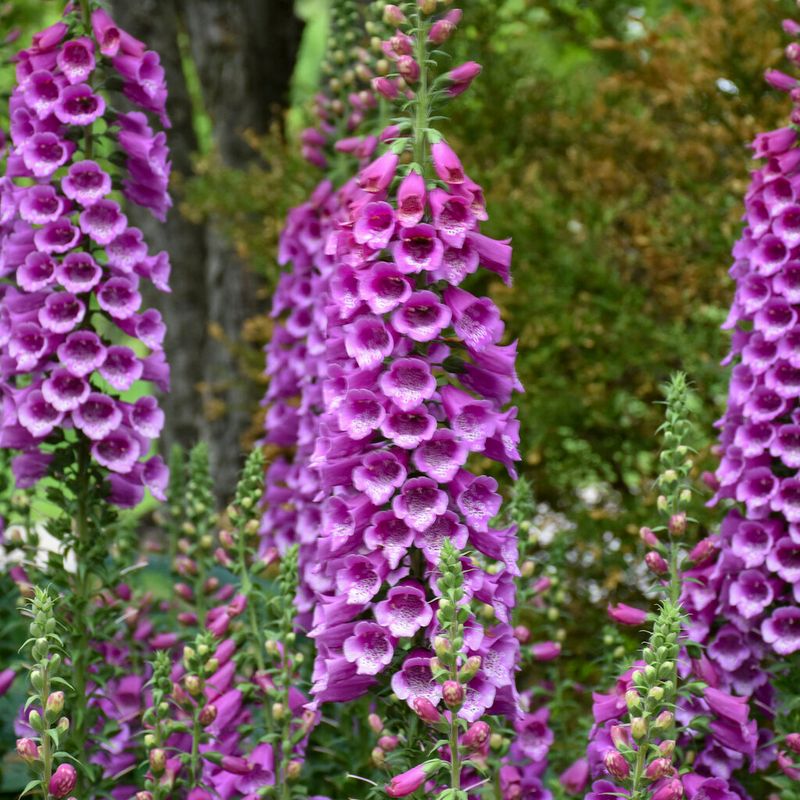 Foxglove (Digitalis purpurea)
