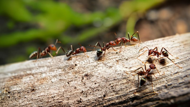 Ant Chemical Trails Are Real, but Peppermint Is Not a Colony Fix