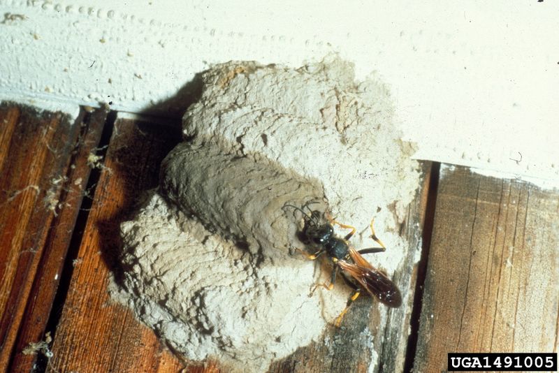 Identify the Nest Before You Touch It