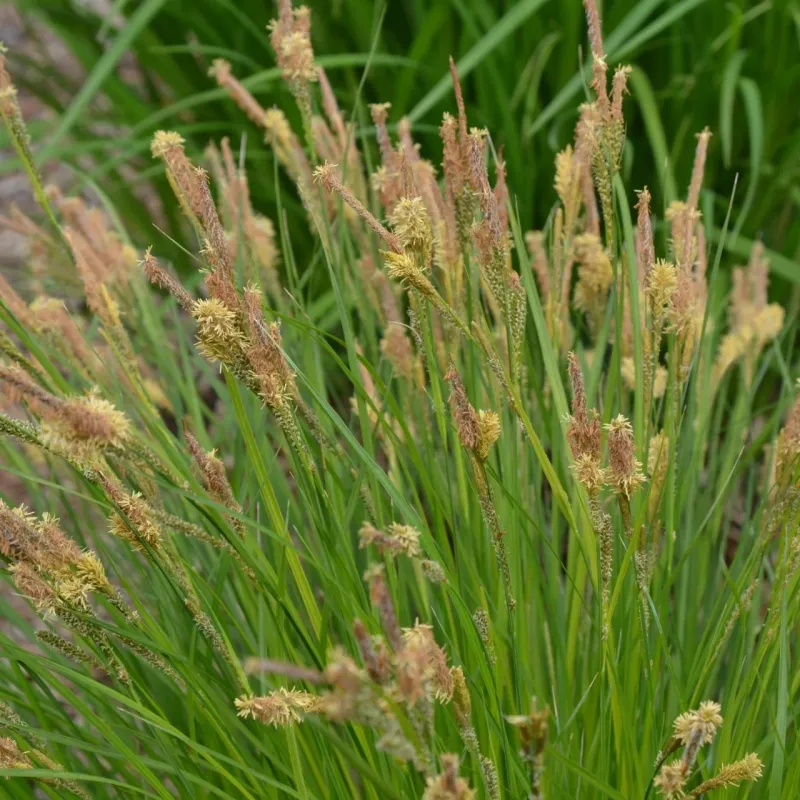 Native Sedges (Carex species)