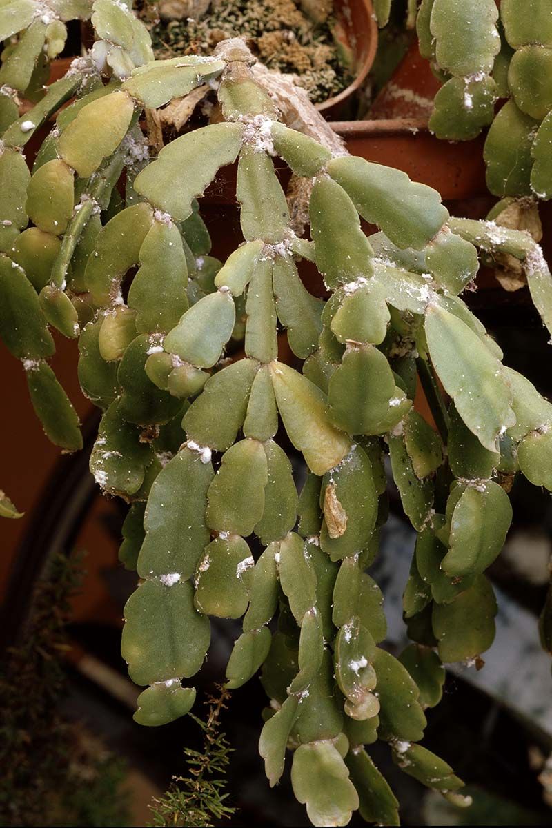 Missing Pests or Disease