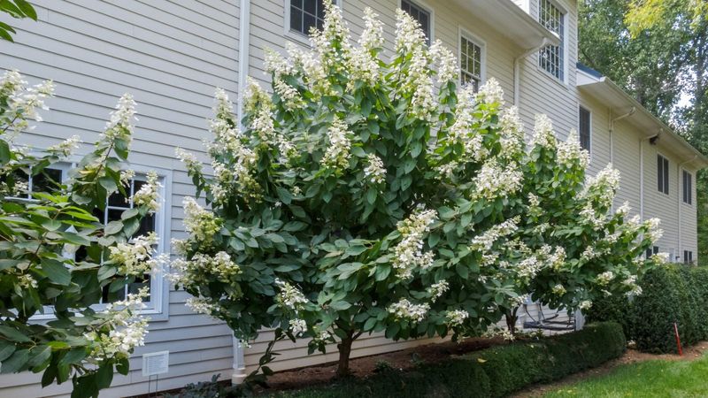Identify the hydrangea before choosing when to prune
