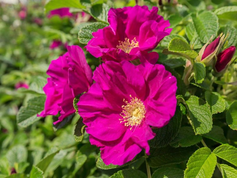 Let the rose type and your local winter set the rule