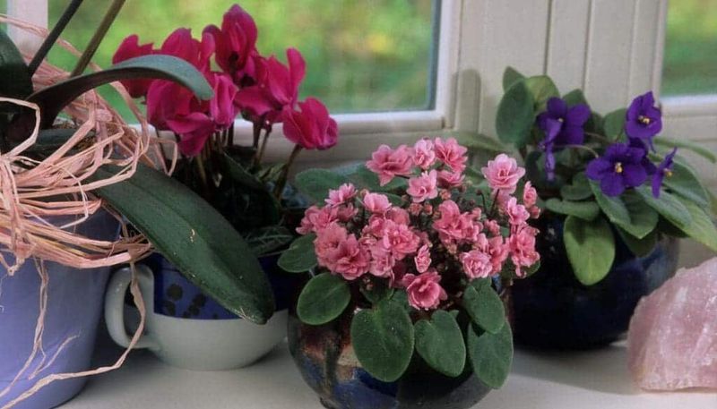 Group Your Plants Together