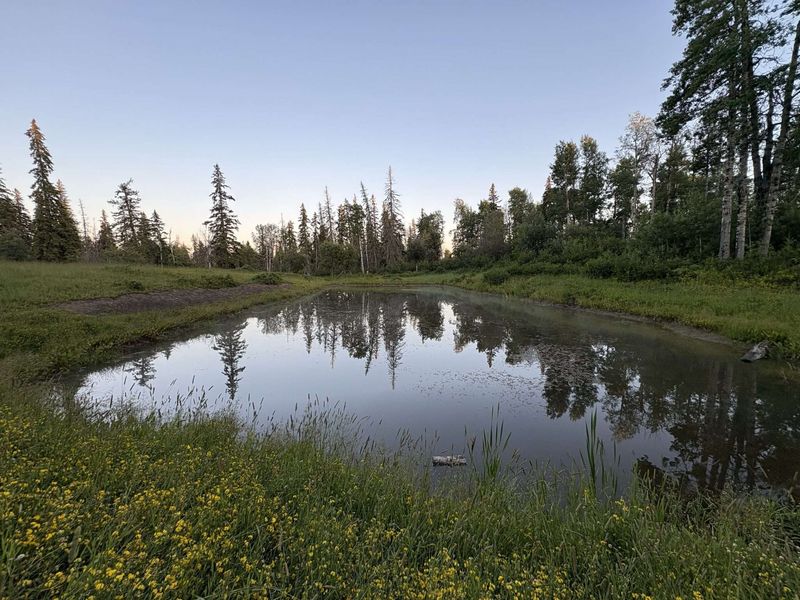 A Bat-Friendly Yard Protects Evening Habitat